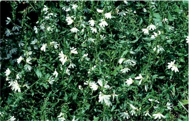 APII jpeg image of Scaevola albida  © contact APII