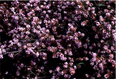 APII jpeg image of Thryptomene  © contact APII