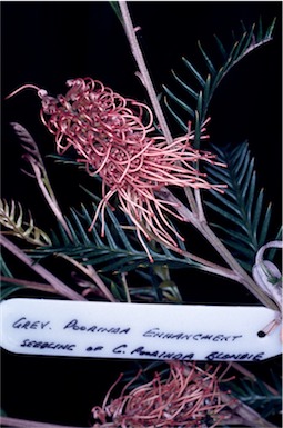 APII jpeg image of Grevillea 'Poorinda Enchantment'  © contact APII