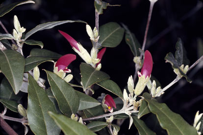 APII jpeg image of Brachysema celsianum  © contact APII