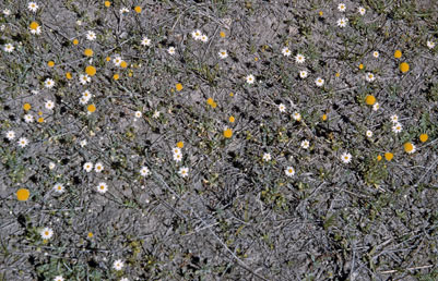 APII jpeg image of Rhodanthe diffusa subsp. leucactina,<br/>Brachyscome chrysoglossa  © contact APII