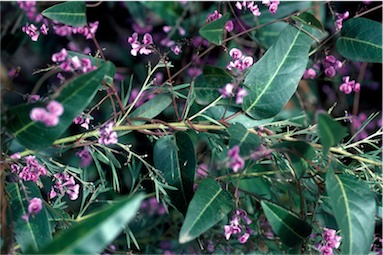 APII jpeg image of Hardenbergia violacea 'Happy Wanderer'  © contact APII