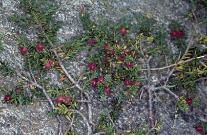 APII jpeg image of Podocarpus lawrencei  © contact APII