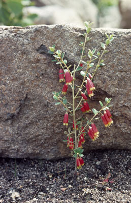 APII jpeg image of Nematolepis phebalioides  © contact APII