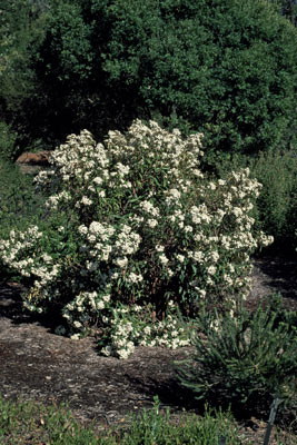 APII jpeg image of Olearia lirata  © contact APII