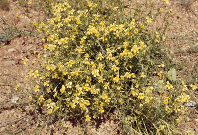 APII jpeg image of Goodenia paradoxa  © contact APII