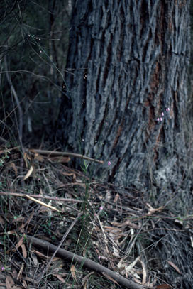 APII jpeg image of Tetratheca stenocarpa  © contact APII