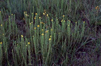 APII jpeg image of Chrysocephalum apiculatum  © contact APII