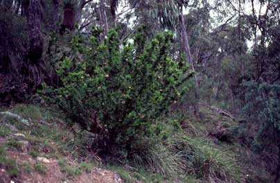 APII jpeg image of Grevillea iaspicula  © contact APII