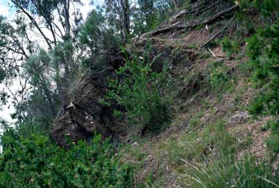 APII jpeg image of Grevillea iaspicula  © contact APII