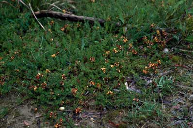APII jpeg image of Phyllota humifusa  © contact APII