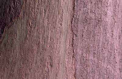 APII jpeg image of Eucalyptus elaeophloia  © contact APII