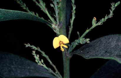 APII jpeg image of Daviesia laxiflora  © contact APII