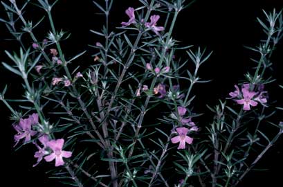 APII jpeg image of Westringia brevifolia var. raleighii  © contact APII