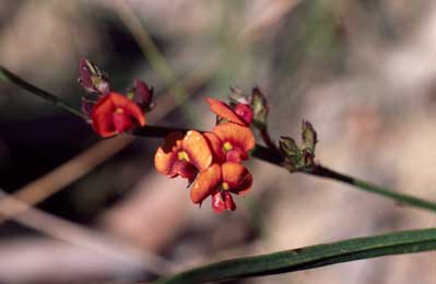 APII jpeg image of Daviesia alata  © contact APII