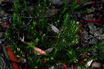 APII jpeg image of Apatophyllum constablei  © contact APII