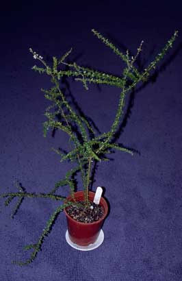 APII jpeg image of Bursaria reevesii  © contact APII