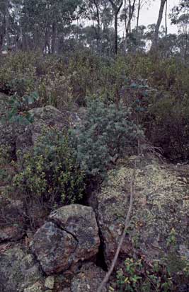 APII jpeg image of Correa reflexa var. reflexa  © contact APII