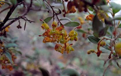 APII jpeg image of Grevillea  © contact APII