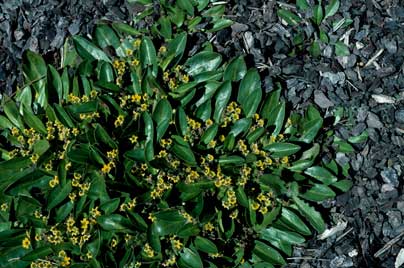 APII jpeg image of Goodenia montana  © contact APII