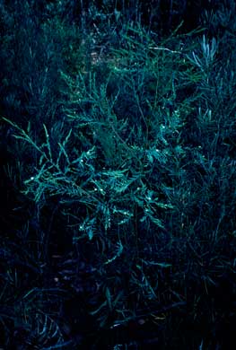 APII jpeg image of Olax stricta  © contact APII