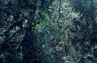 APII jpeg image of Roepera eremaea  © contact APII