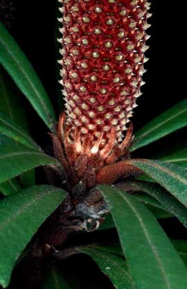 APII jpeg image of Banksia plagiocarpa  © contact APII