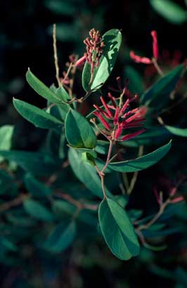 APII jpeg image of Grevillea rhyolitica subsp. rhyolitica  © contact APII