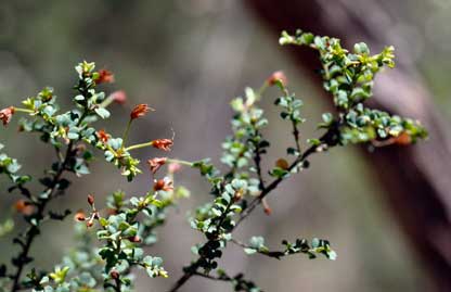 APII jpeg image of Pultenaea patellifolia  © contact APII
