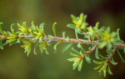 APII jpeg image of Pultenaea rostrata  © contact APII