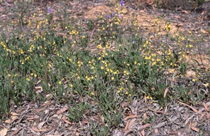 APII jpeg image of Goodenia paradoxa  © contact APII