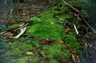 APII jpeg image of Pyrrhobryum paramattense  © contact APII