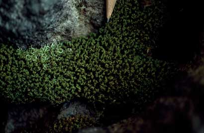 APII jpeg image of Syrrhopodon armatus  © contact APII