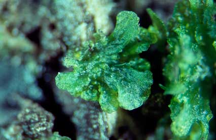 APII jpeg image of Anthoceros punctatus  © contact APII