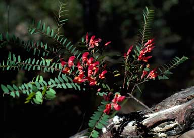 APII jpeg image of Bossiaea carinalis  © contact APII