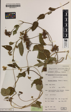 APII jpeg image of Jacquemontia paniculata  © contact APII