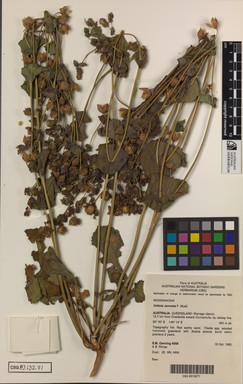 APII jpeg image of Goodenia connata  © contact APII