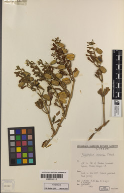 APII jpeg image of Roepera crenata  © contact APII