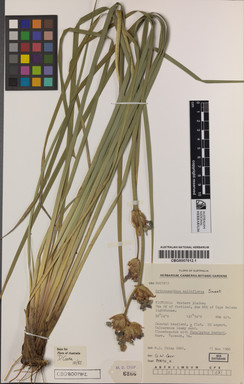 APII jpeg image of Orthrosanthus multiflorus  © contact APII