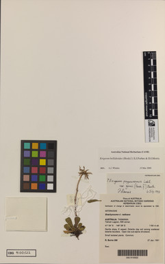 APII jpeg image of Erigeron bellidioides  © contact APII