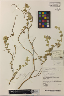 APII jpeg image of Solanum oligacanthum  © contact APII