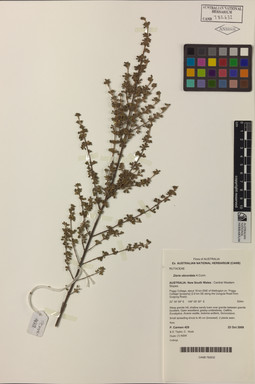 APII jpeg image of Zieria obcordata  © contact APII