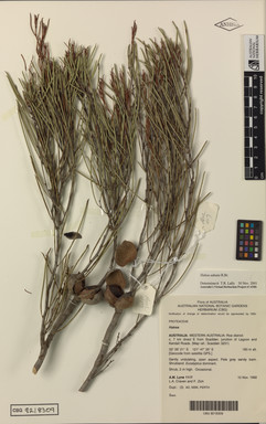 APII jpeg image of Hakea adnata  © contact APII