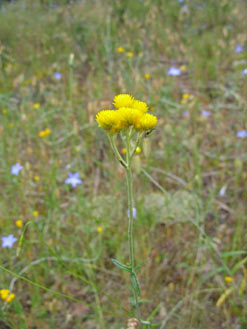 APII jpeg image of Chrysocephalum apiculatum  © contact APII