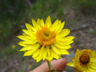 APII jpeg image of Xerochrysum viscosum  © contact APII