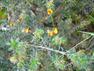 APII jpeg image of Pultenaea  © contact APII