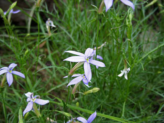 APII jpeg image of Isotoma axillaris  © contact APII