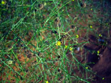 APII jpeg image of Calotis erinacea  © contact APII