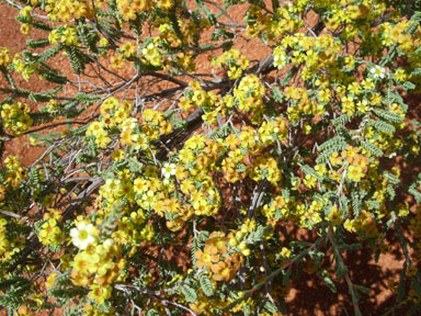 APII jpeg image of Micromyrtus flaviflora  © contact APII