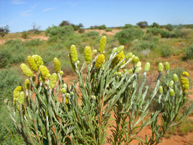 APII jpeg image of Angianthus cyathifer  © contact APII